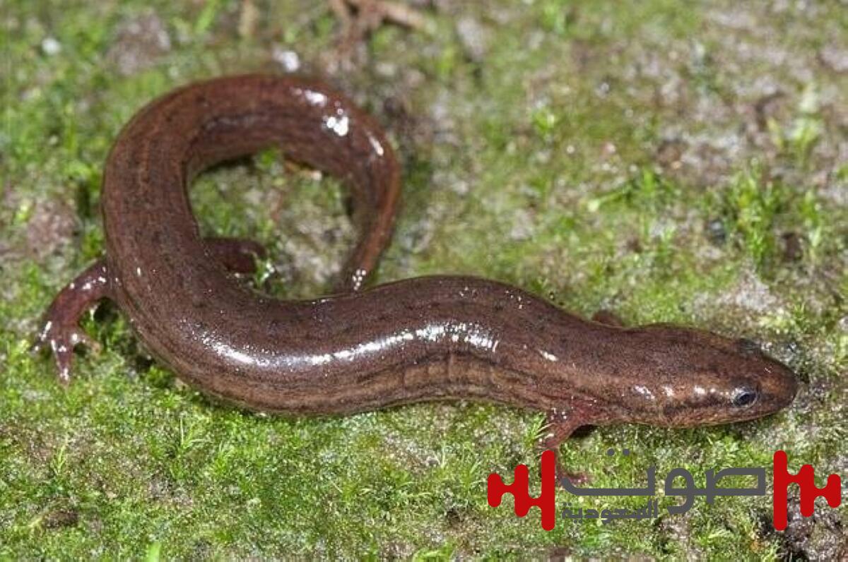 بعد غياب 33 عامًا.. عودة السمندر النادر إلى غابات فلوريدا