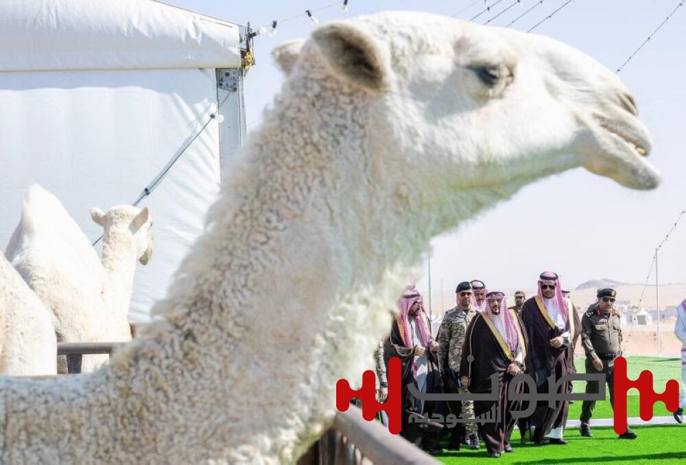 5 مزادات سنوية.. القصيم تدير أكبر سوق للإبل في المملكة