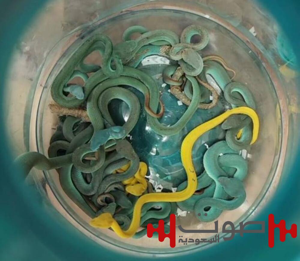 حاول تهريبها عبر مطار مومباي.. ضبط مسافر خبأ 47 أفعى سامة في أمتعته