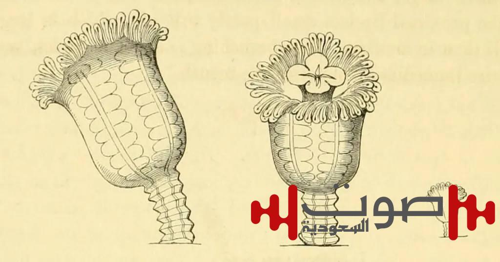 سائح يعثر على قنديل بحر منقرض منذ 50 عاماً