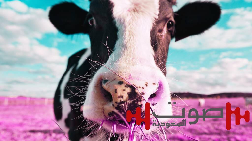 لغز الأحذية المرسلة إلى جزيرة تعيش فيها الأبقار فقط