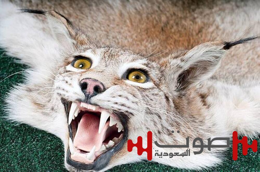 حيوان مفترس يهاجم جنوداً إسرائيليين على الحدود مع مصر