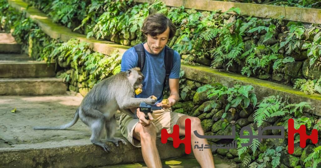 لماذا تسرق «عصابة القرود» الجوالات والمحافظ من السياح في معبد إندونيسي؟