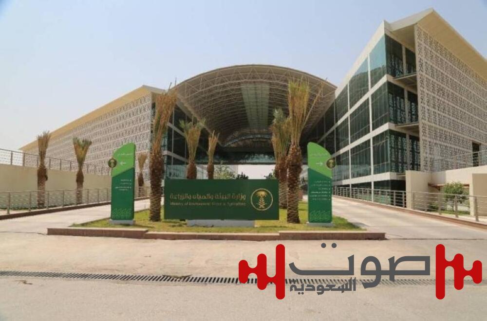 من 15000 شجرة.. تبوك تحصد 750 طناً من الكمثرى سنوياً