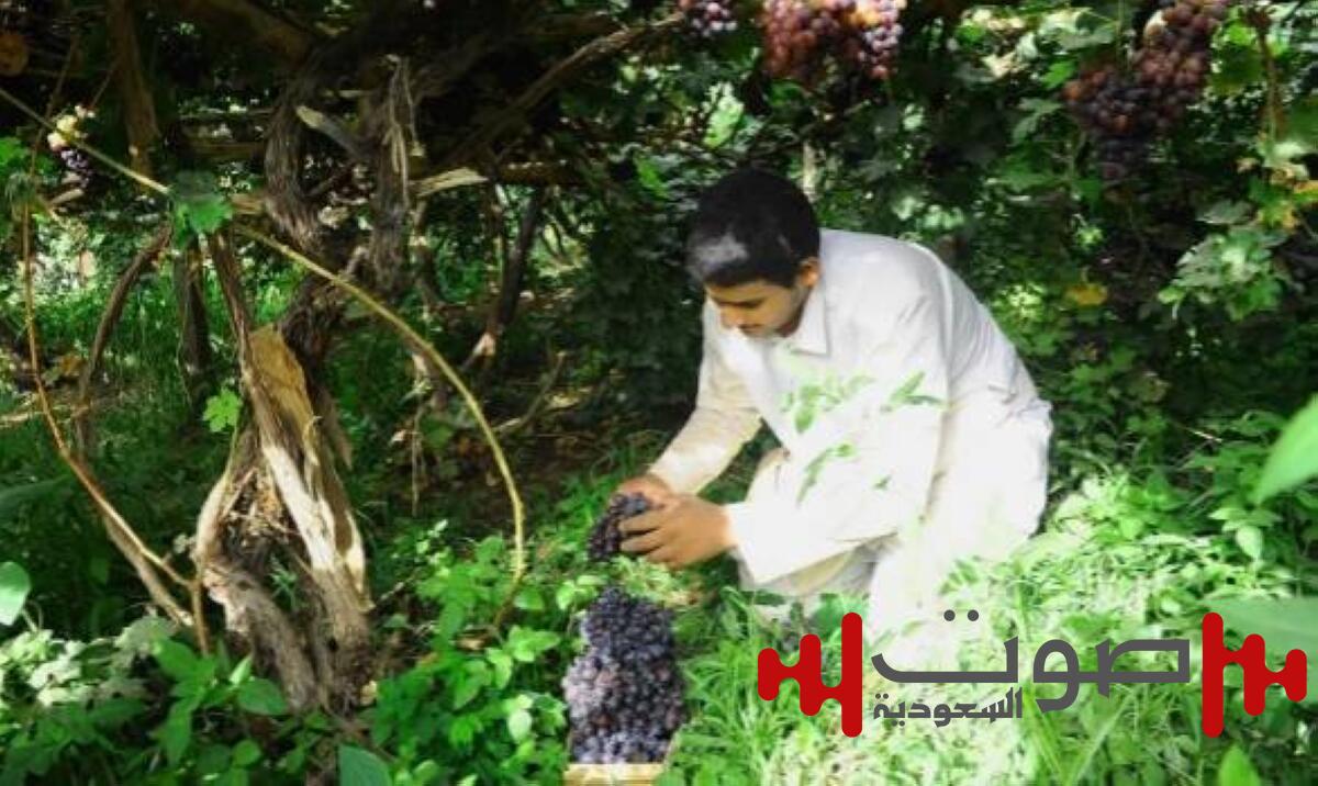 «عنب نجران».. 3000 طن تعزز الاقتصاد الزراعي والسياحي