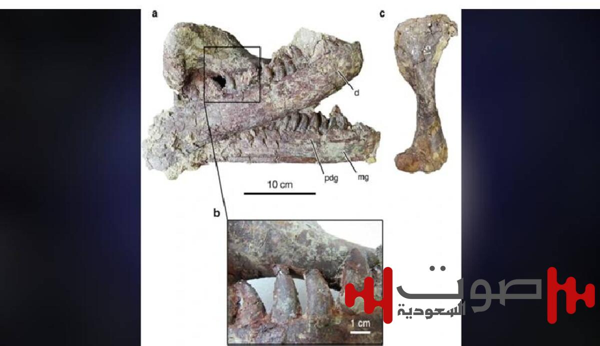 اكتشاف ديناصور عملاق مات وفي فمه تمساح !