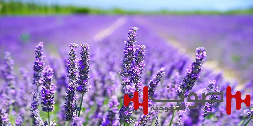 فوائد الخزامى: