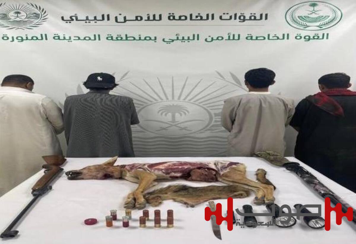 المدينة المنورة.. ضبط 4 أشخاص بتهمة صيد الذئب العربي المهدد بالانقراض