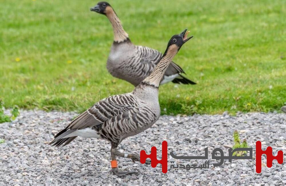 من السماء إلى الأرض.. «الإوز» يضع وزارة الدفاع الكندية في حالة تأهب