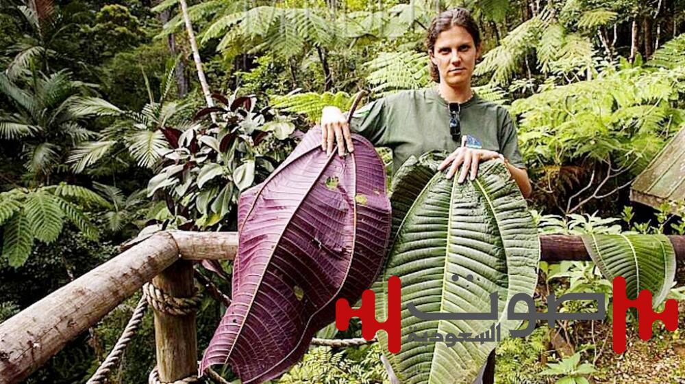 «السرطان الأخضر» يهدد البيئة