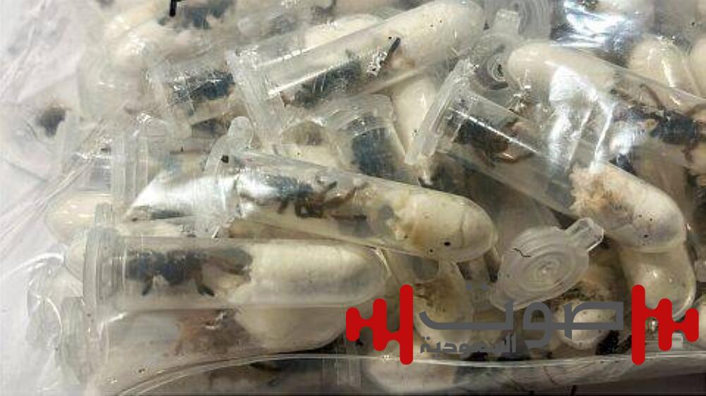 أغرب قصة تهريب.. 1500 عنكبوت ذهبي في قبضة الجمارك الألمانية
