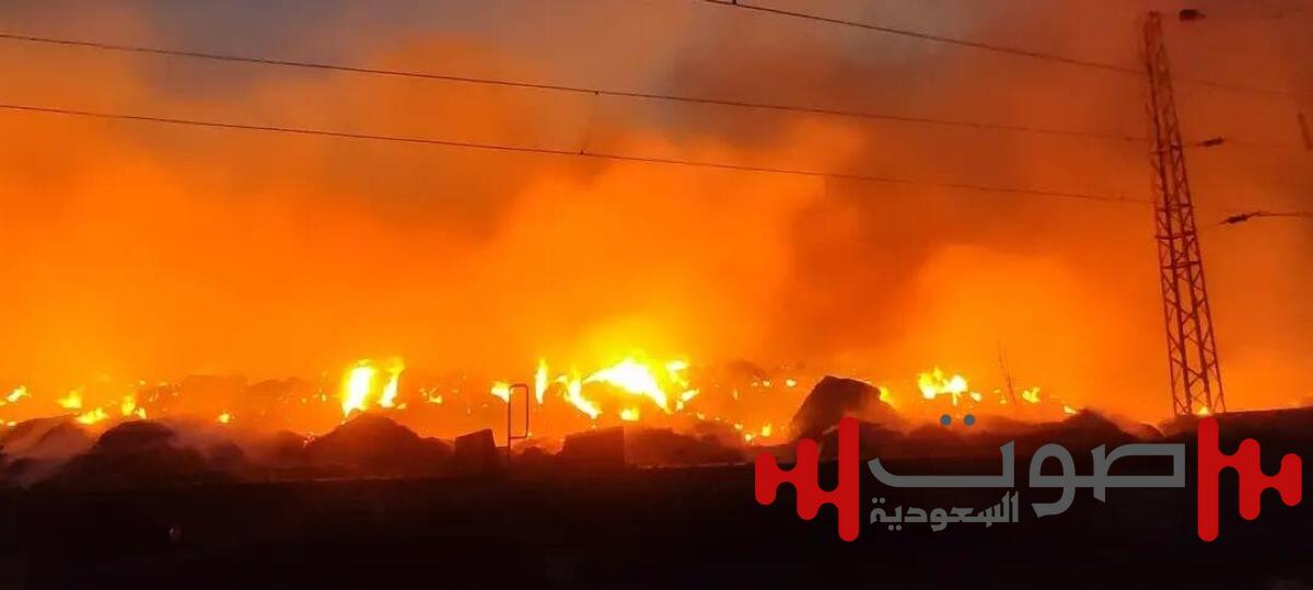 عمرها 600 عام.. حرائق الغابات تلتهم شجرة «بلوط الشتاء» في بلغاريا