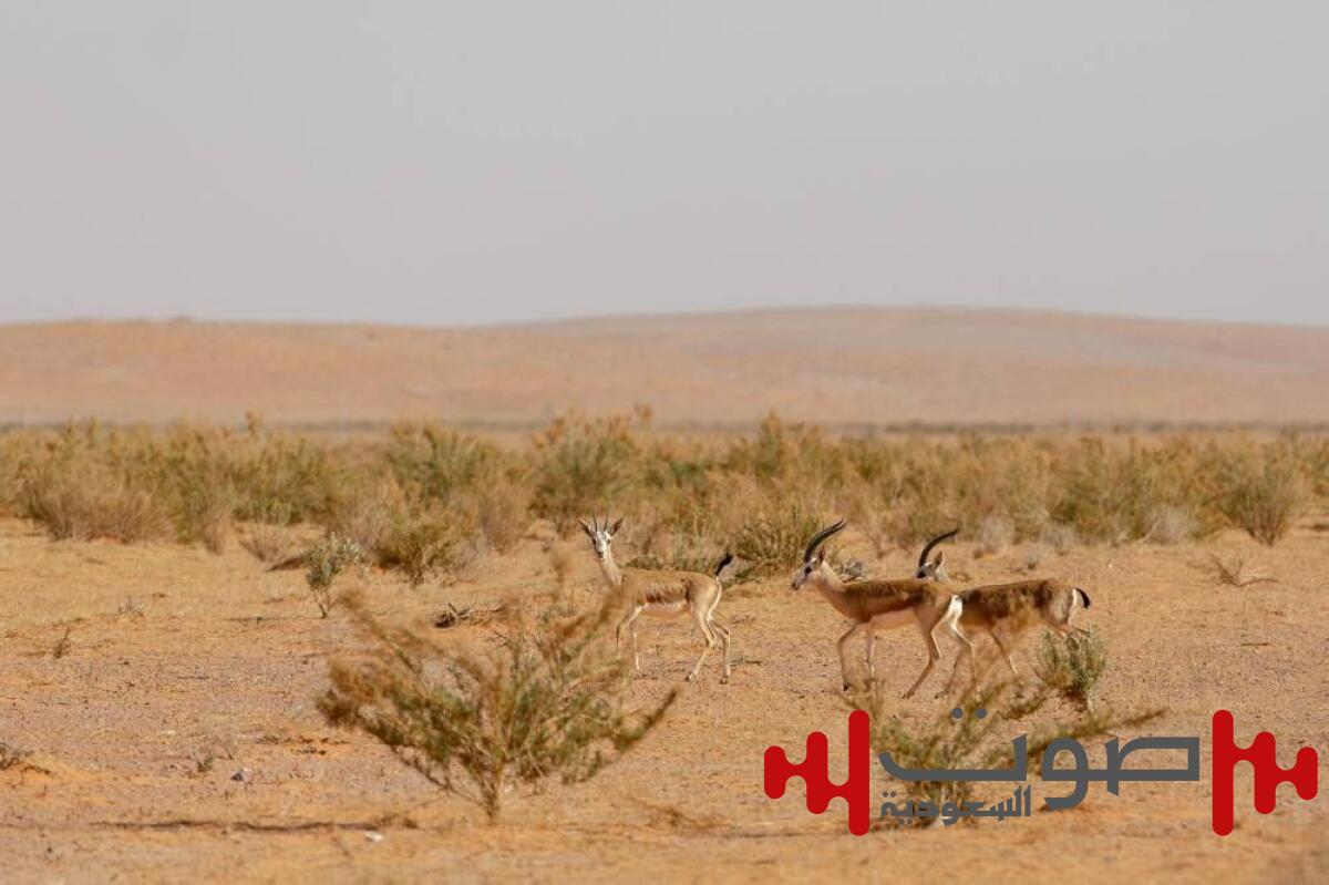 ضبط مواطنين للصيد دون ترخيص في محمية الإمام تركي بن عبدالله الملكية